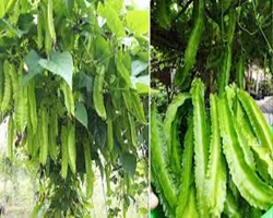 Kacang Botor / Psophocarpus Tetragonolobus